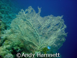 The edge of the Abyss!  At the edge of the drop off at th... by Andy Hamnett 